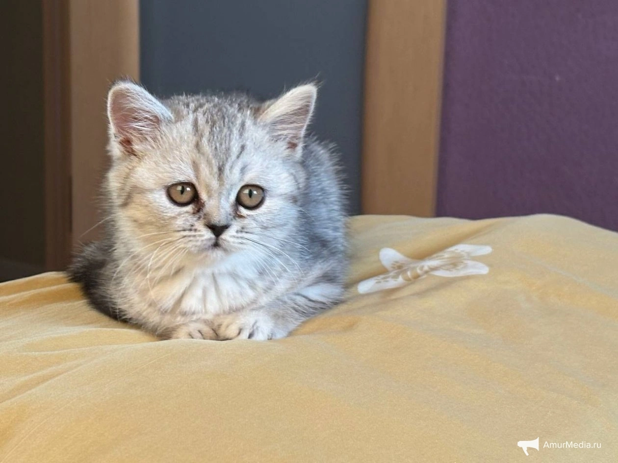 Тематическое фото ИА AmurMedia