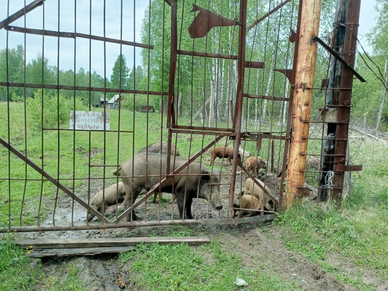 . пресс-служба прокуратуры Красноярского края