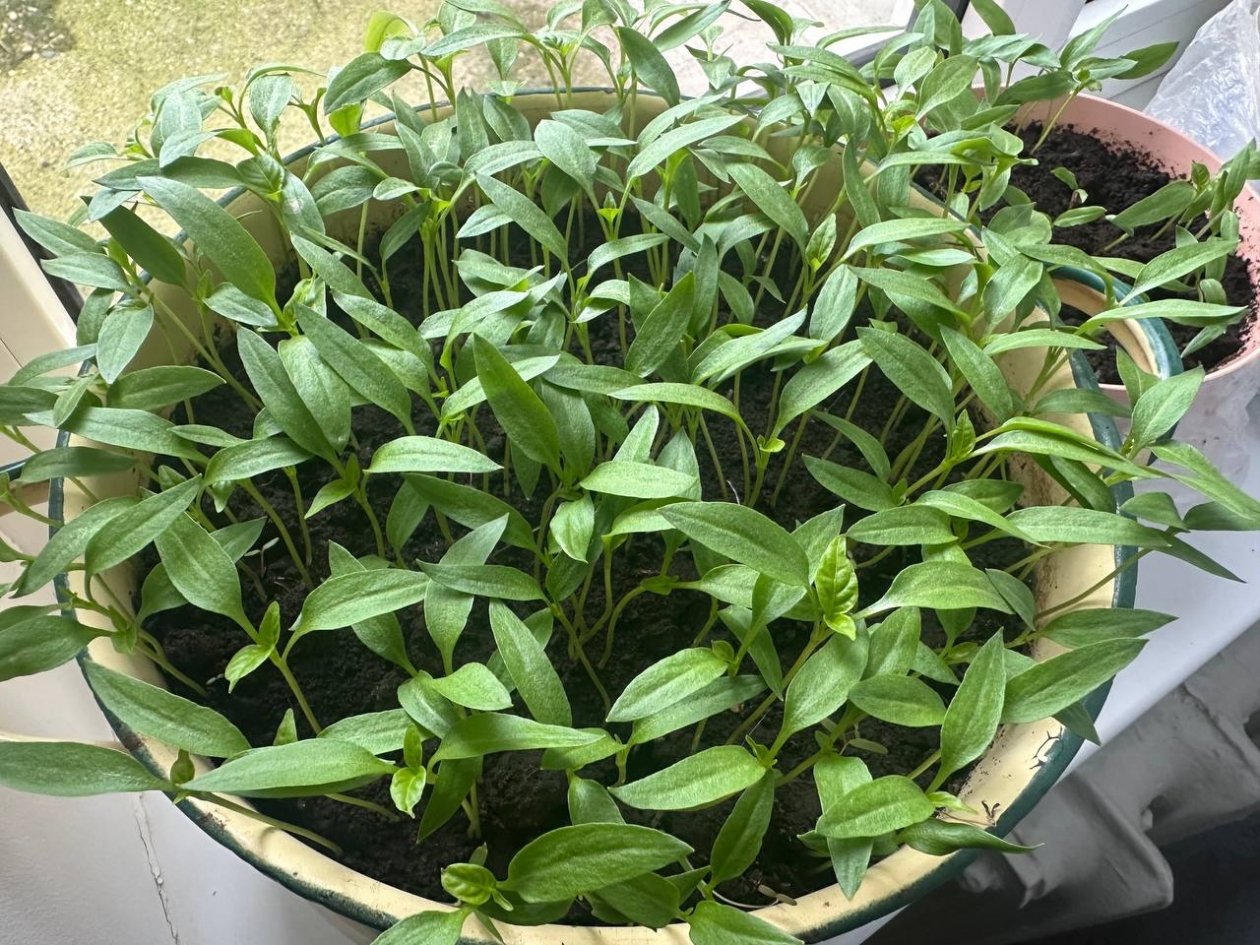 Рассада ИА KrasnodarMedia