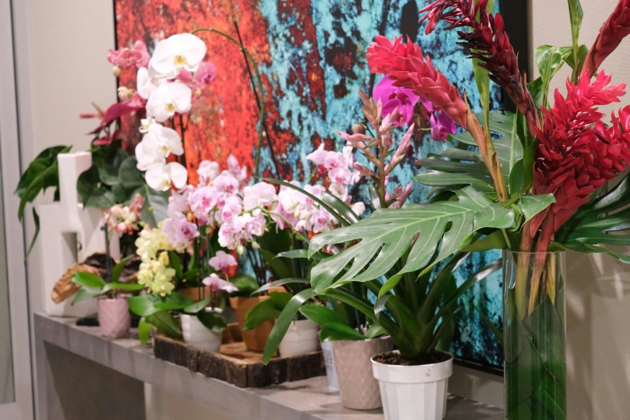 1/4 ложки в горшок - цветы зимой растут как в мае: для фиалки, орхидеи и герани Luna Dai/unsplash