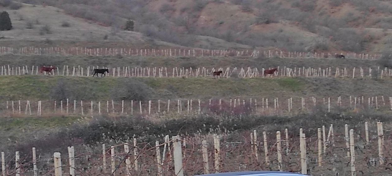 Лошади паслись без присмотра Администрация Судака