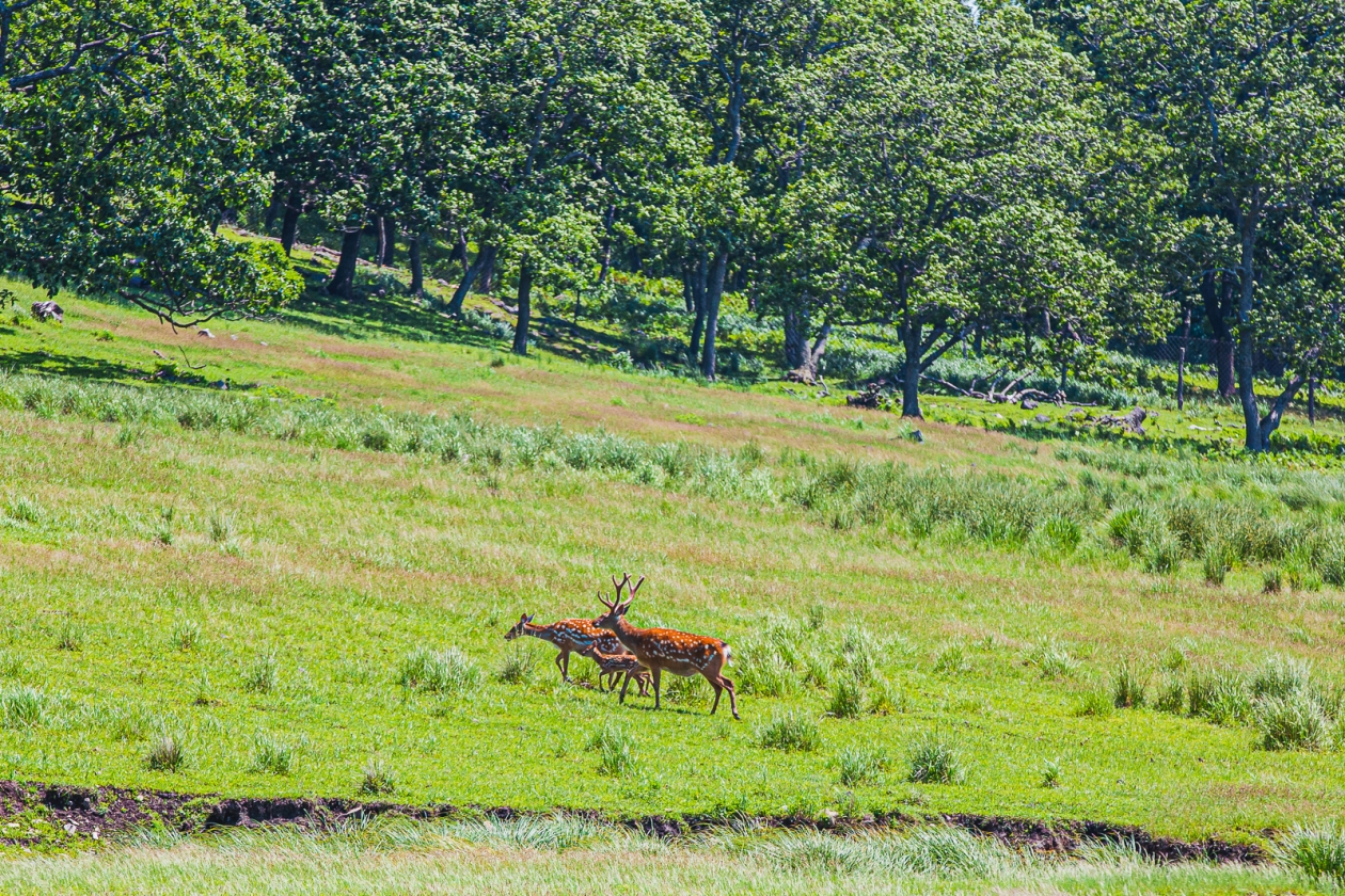 Сочинский нацпарк возглавил рейтинг посещаемости заповедных территорий РФ Мария Бородина