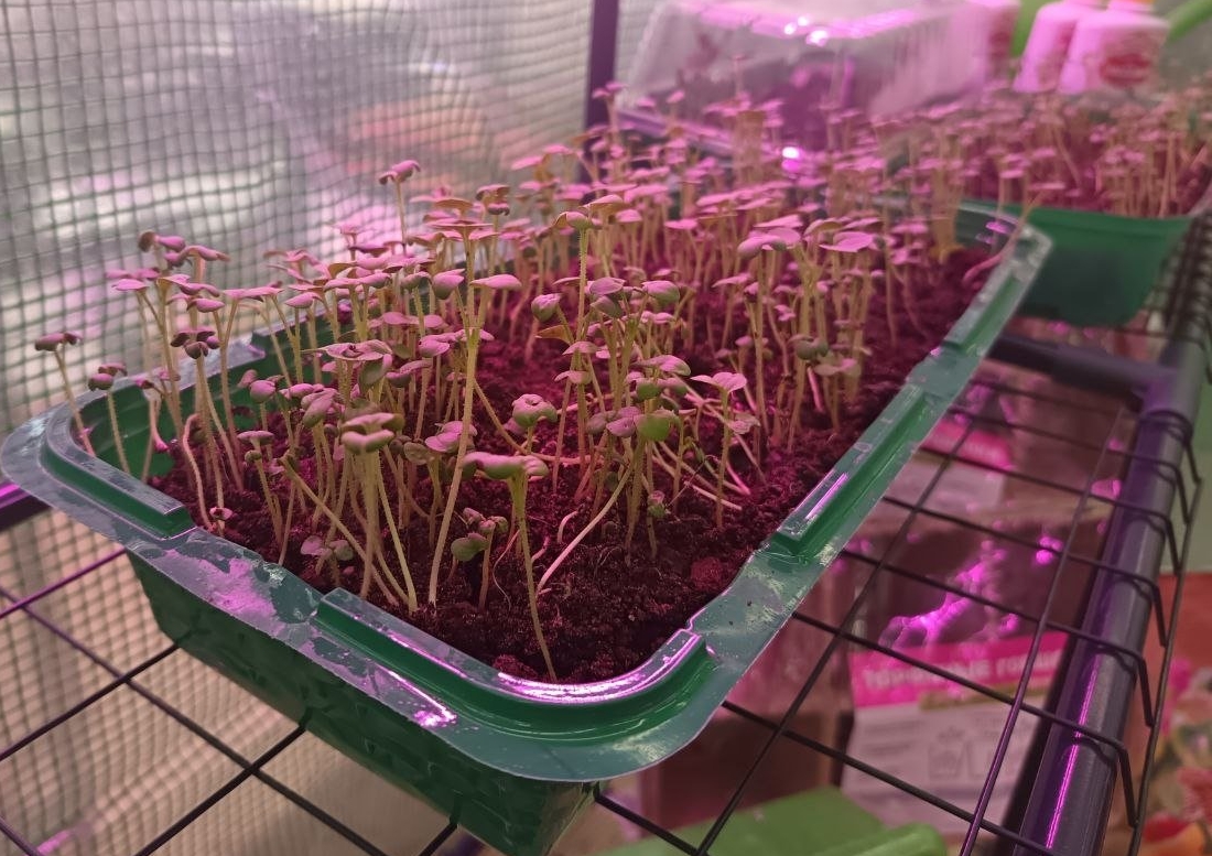 Рассада будет крепче молодых дубков: льем под корень каждые 10 дней - иммунитет на зависть ИА KrasnodarMedia