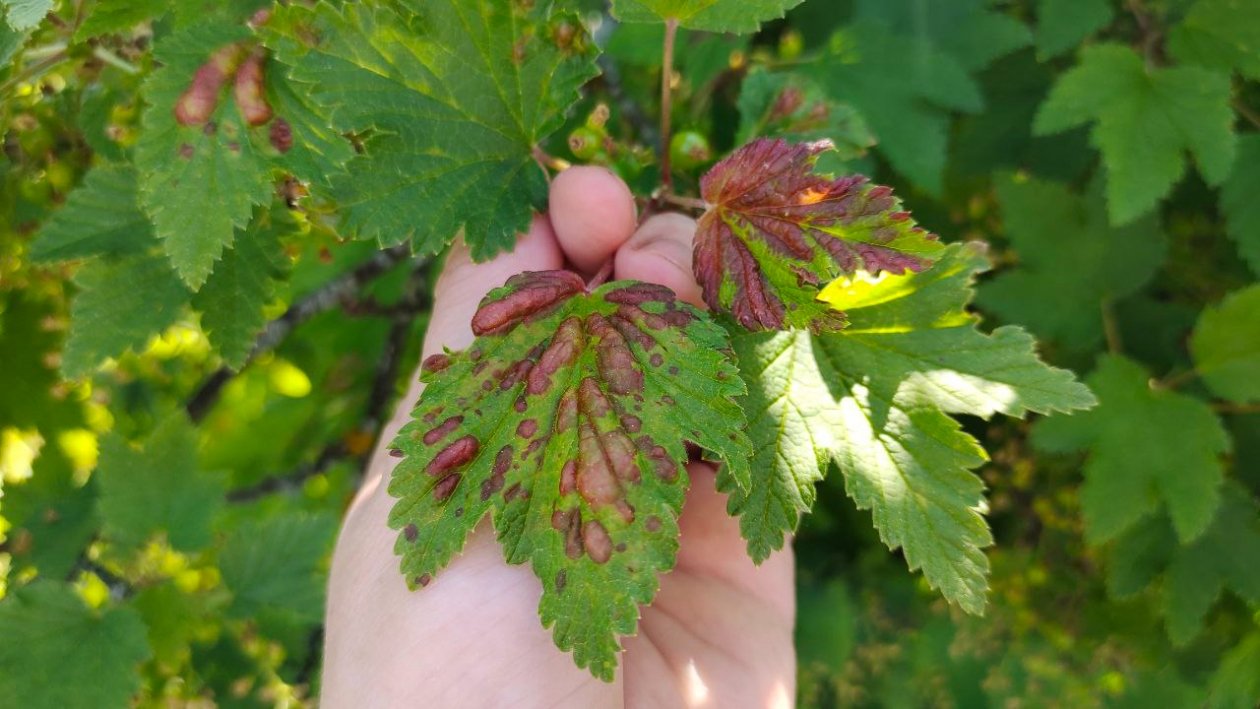 Смородина Автора