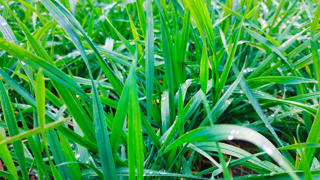 Газон Автора