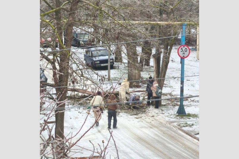 После падения дерева на женщину возбудили уголовное дело Следком Крыма и Севастополя