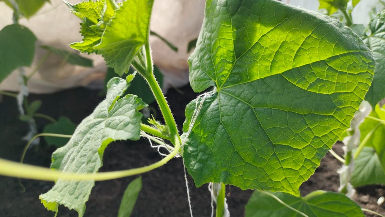 Огурцы Автора