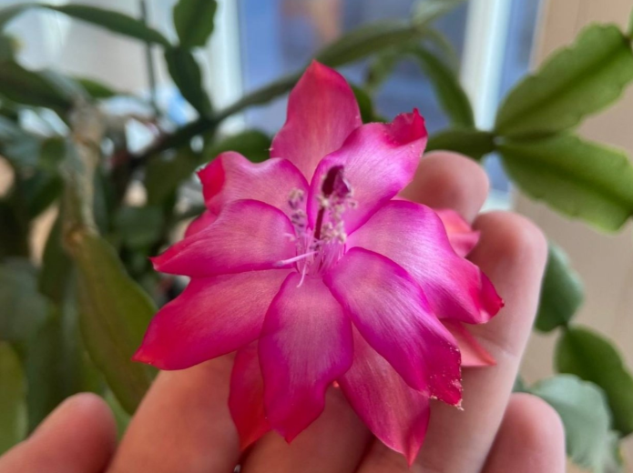 Одна хитрость с поливом декабриста - и бутоны прут лавиной, а подоконник утопает в цветах до самой весны ИА KrasnodarMedia