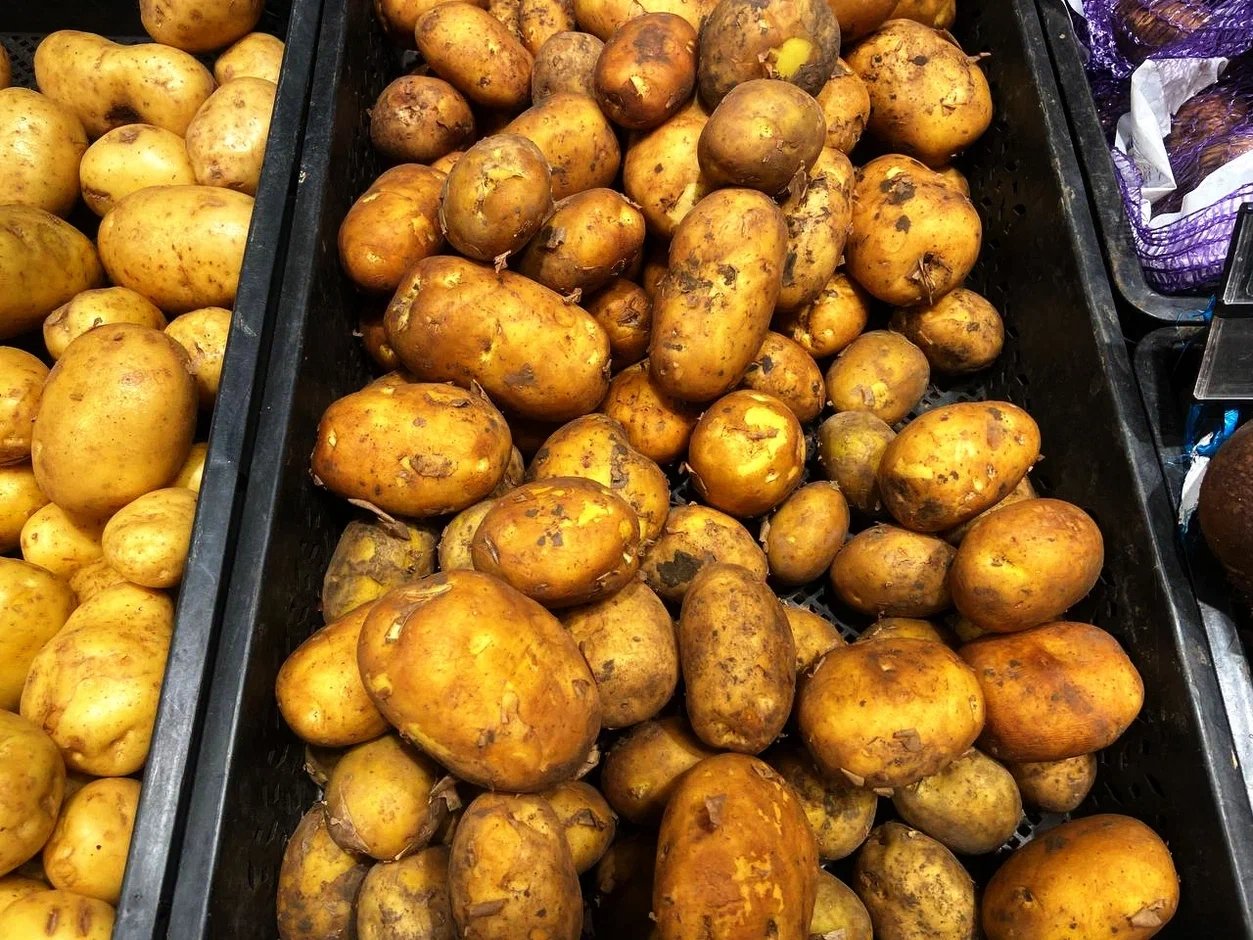 Третий год сажаю этот картофель — и собираю горы крупных клубней по 6 кг с метра даже в засуху ИА KrasnodarMedia.ru