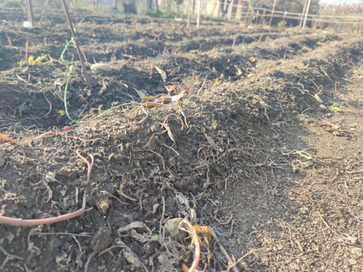 Добавляю в лунки 1 стакан — и томаты крепкие и дают до 10 кг с куста: это удобрение работает круче элитных подкормок фото автора