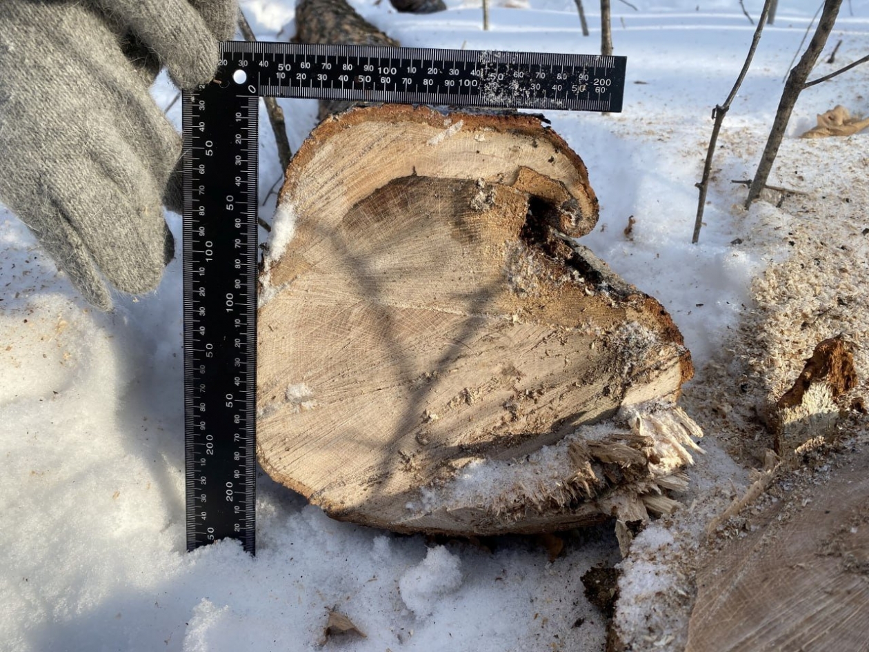 В Уссурийске поймали &quotчёрного лесоруба&quot, вырубившего дубы на 300 тысяч рублей Пресс-служба УМВД России по Приморскому краю