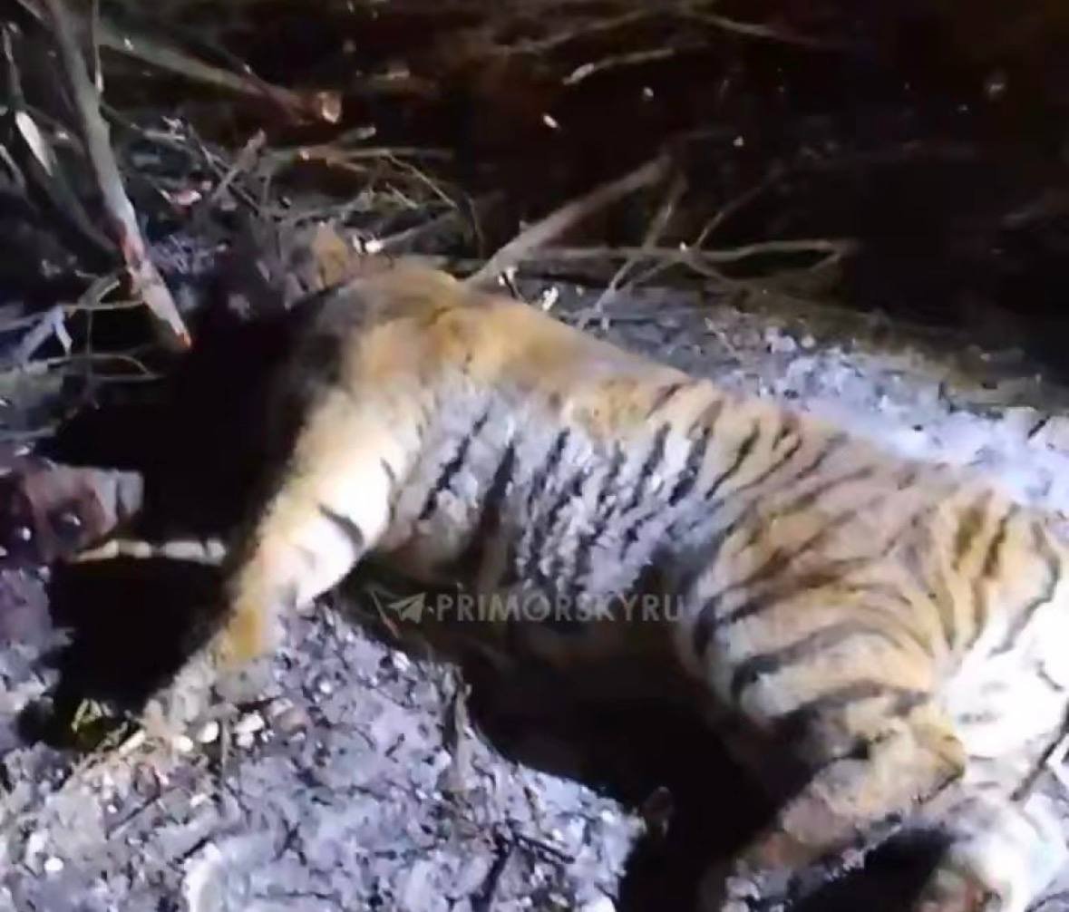 Отловленный тигр скриншот видео из Tg-канала (18+) правительства Приморья