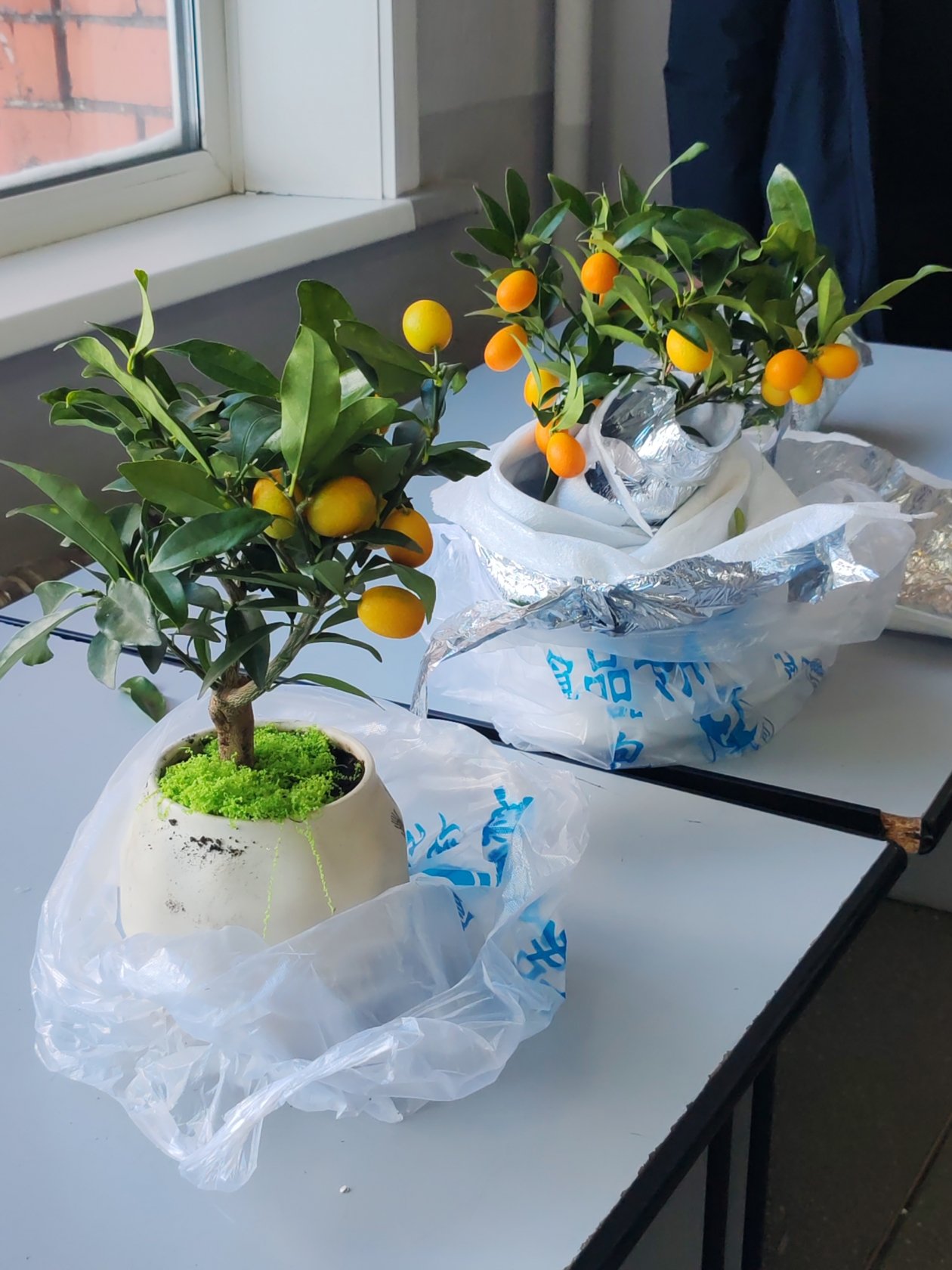 Два декоративных кумквата из Китая &quotразвернули&quot на таможне в Иркутске Иркутская таможня