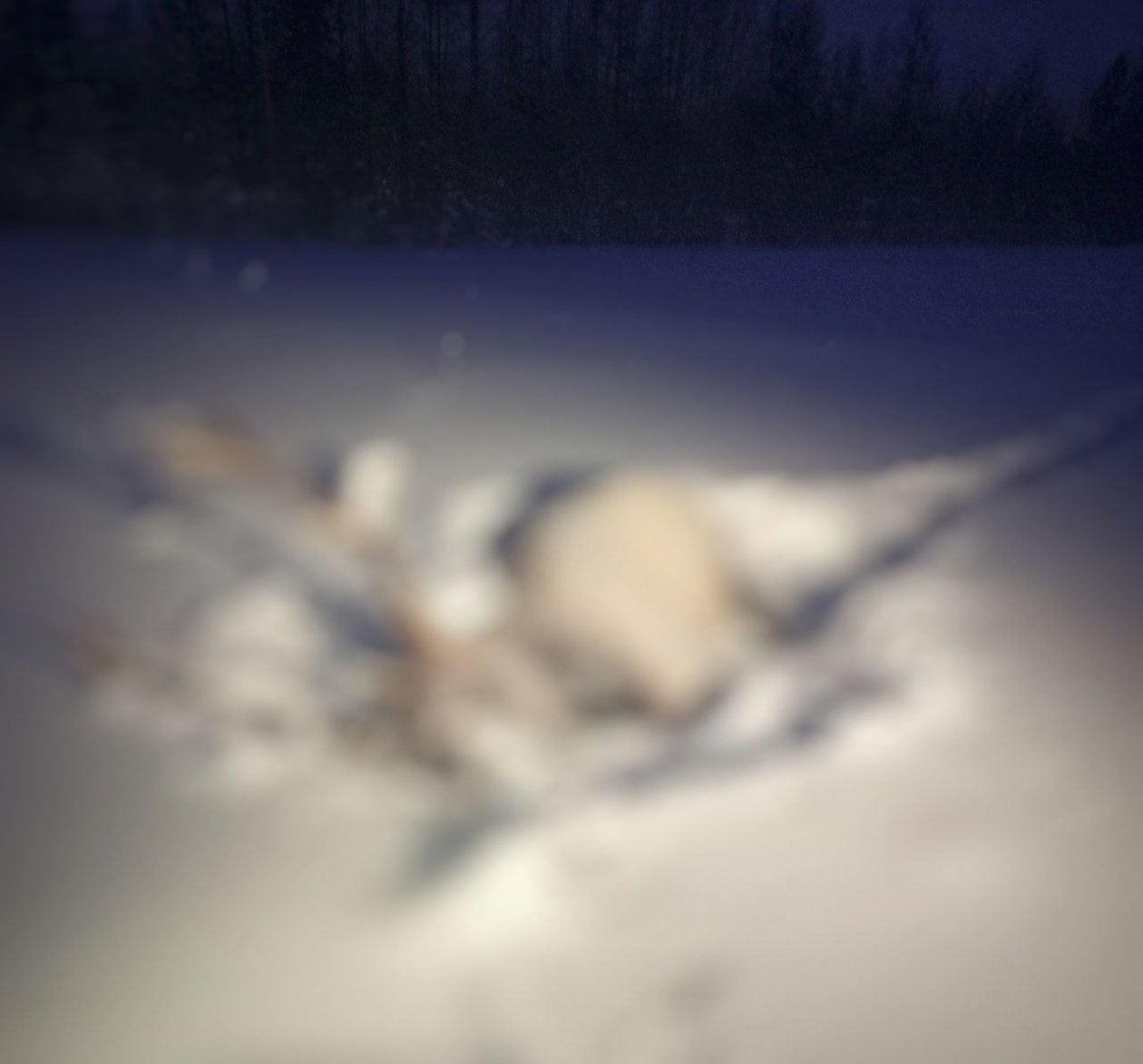 Браконьеры убили благородного оленя в Усть-Илимском районе Служба по охране и использованию объектов животного мира Иркутской области