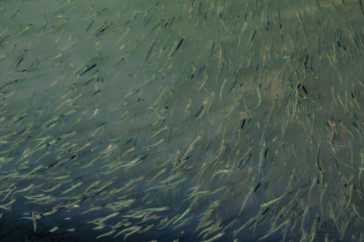 Предприятие проведет зарыбление Братского водохранилища на 20 млн рублей   Евгений  Кулешов, ИА PrimaMedia