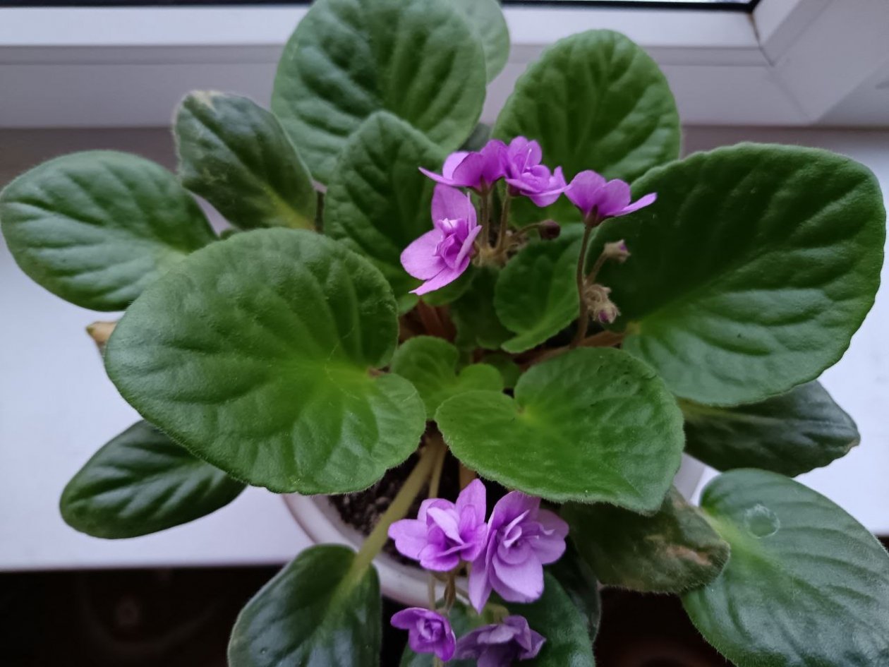 3 ложки на 1 литр — спящие цветы пробуждает на ура, мощное образование бутонов ИА SevastopolMedia.ru