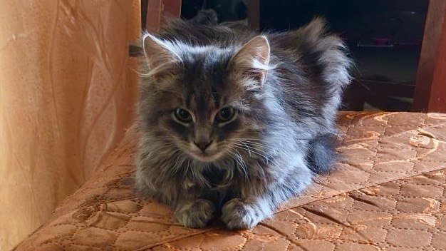 Умнее всех собак: эти 4 кошки с первого раза запоминают команды - мечта любого хозяина ИА Stavropol.Media