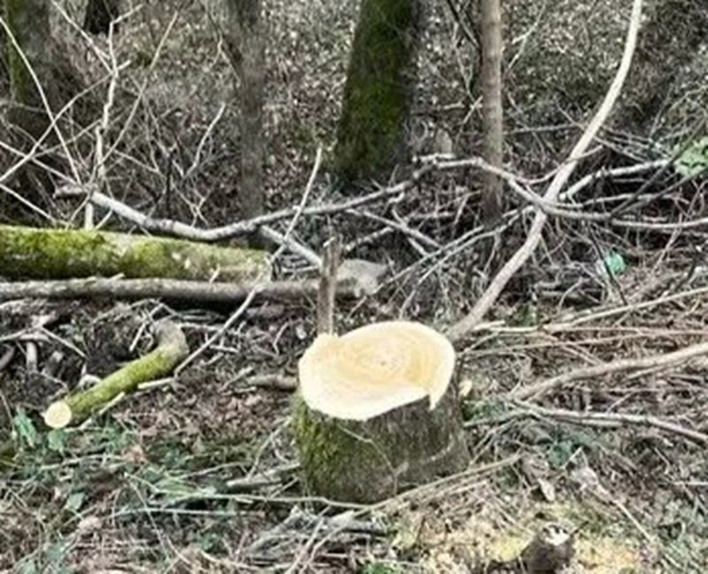 &quotЧерный лесоруб&quot спилил 85 здоровых деревьев на территории Сочинского нацпарка Пресс-служба нацпарка Сочи