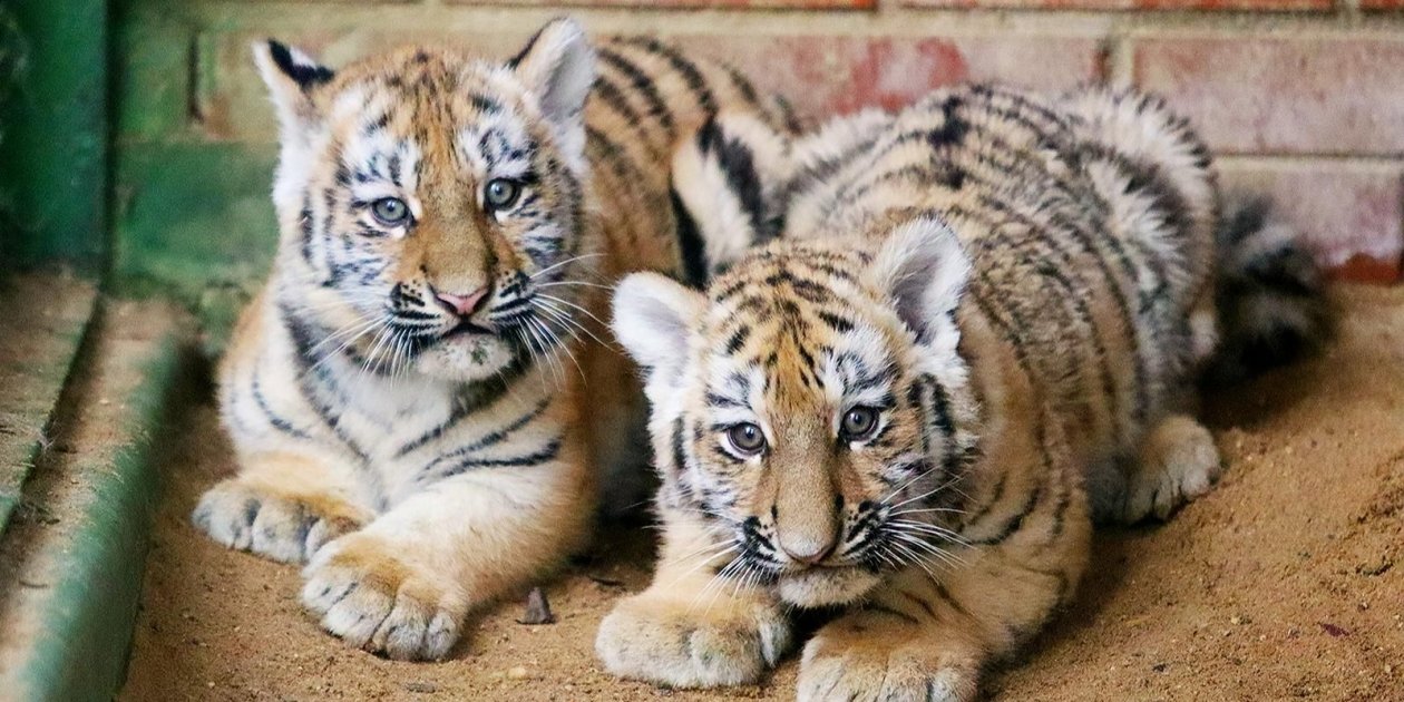 Тигрята Telegram / Московский зоопарк