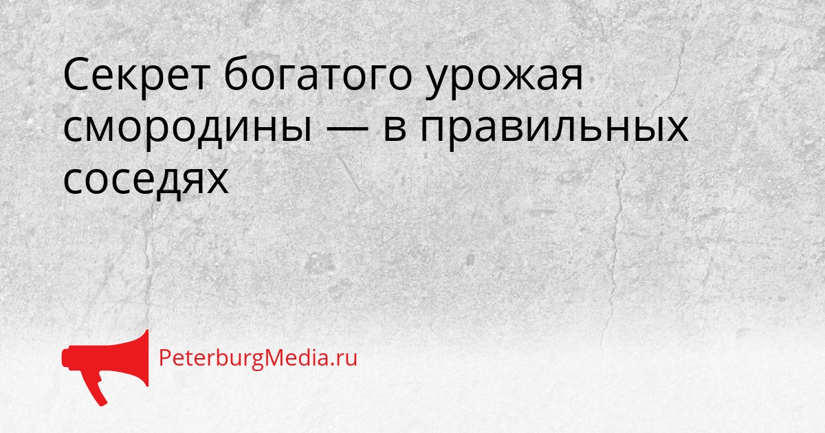 Секрет богатого урожая смородины — в правильных соседях Сгенерировано