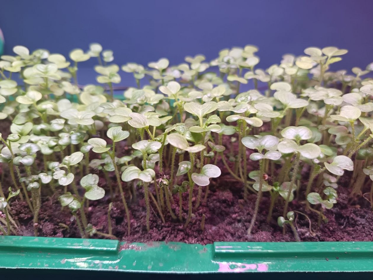 Дачники, сохраняйте: 1 ложка под куст - рассада &quotжирная&quot и крепкая, и досветка не нужна ИА KrasnodarMedia