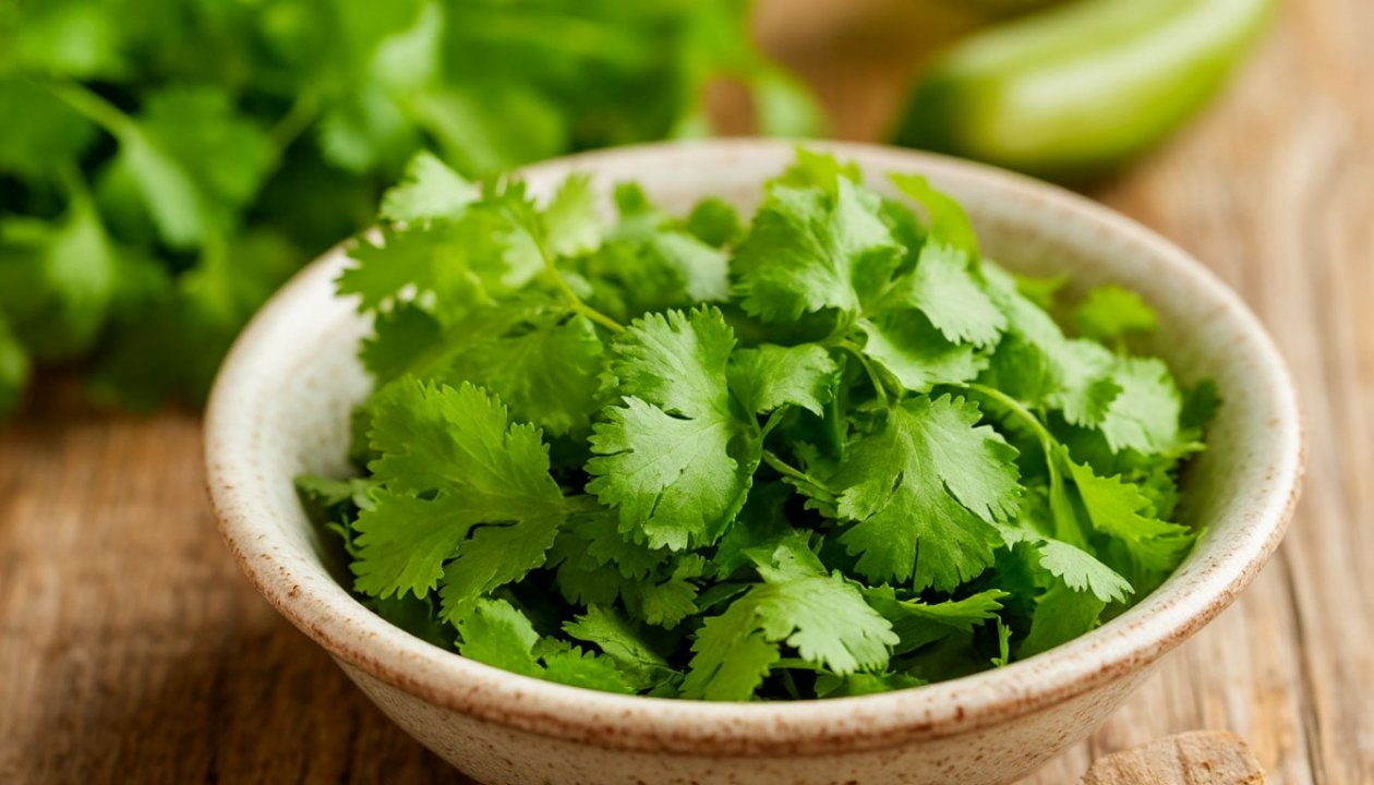 Не знаете, как вырастить кинзу? Мы собрали 3 лучших способа — выбирайте ИИ Кандинский (18+)