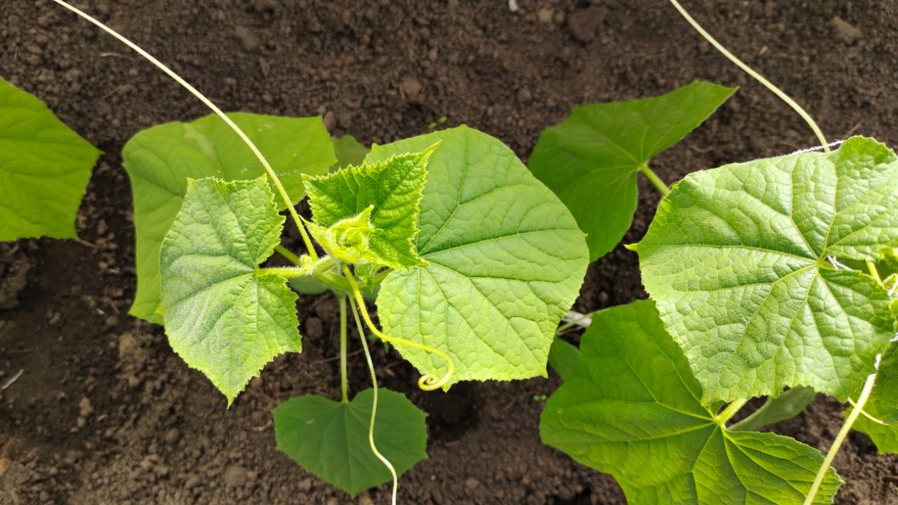 Огурцы Автора