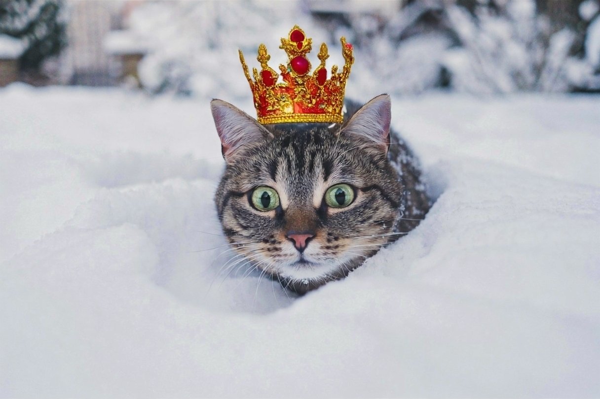 Королевы русской зимы: 3 кошки, которые не боятся морозов - лапы как снегоступы Sandra/unsplash, ИИ GigaChat (18+)
