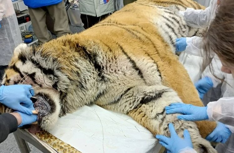 Осмотр тигра министерство лесного хозяйства, охраны окружающей среды, животного мира и природных ресурсов Приморья