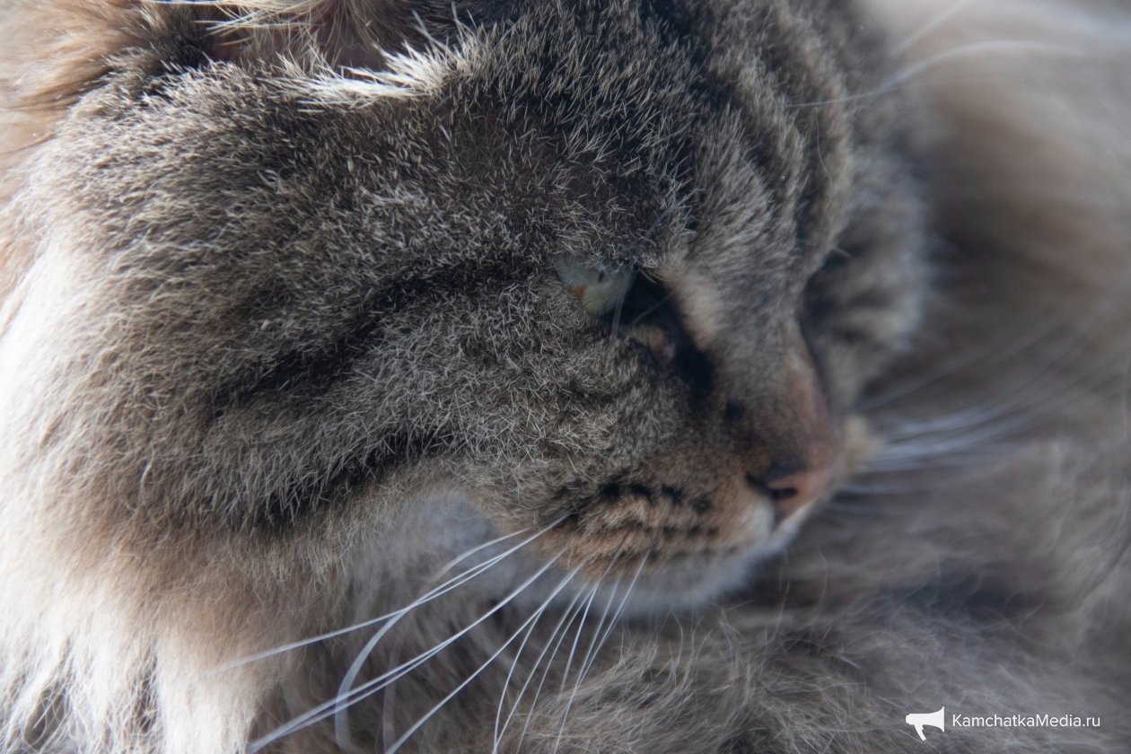 Ирина Васильева, ИА KamchatkaMedia