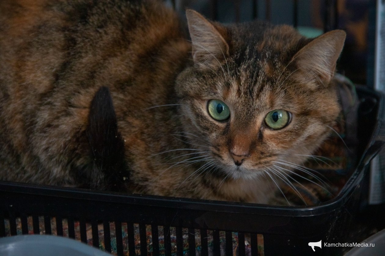 Ирина Васильева, ИА KamchatkaMedia