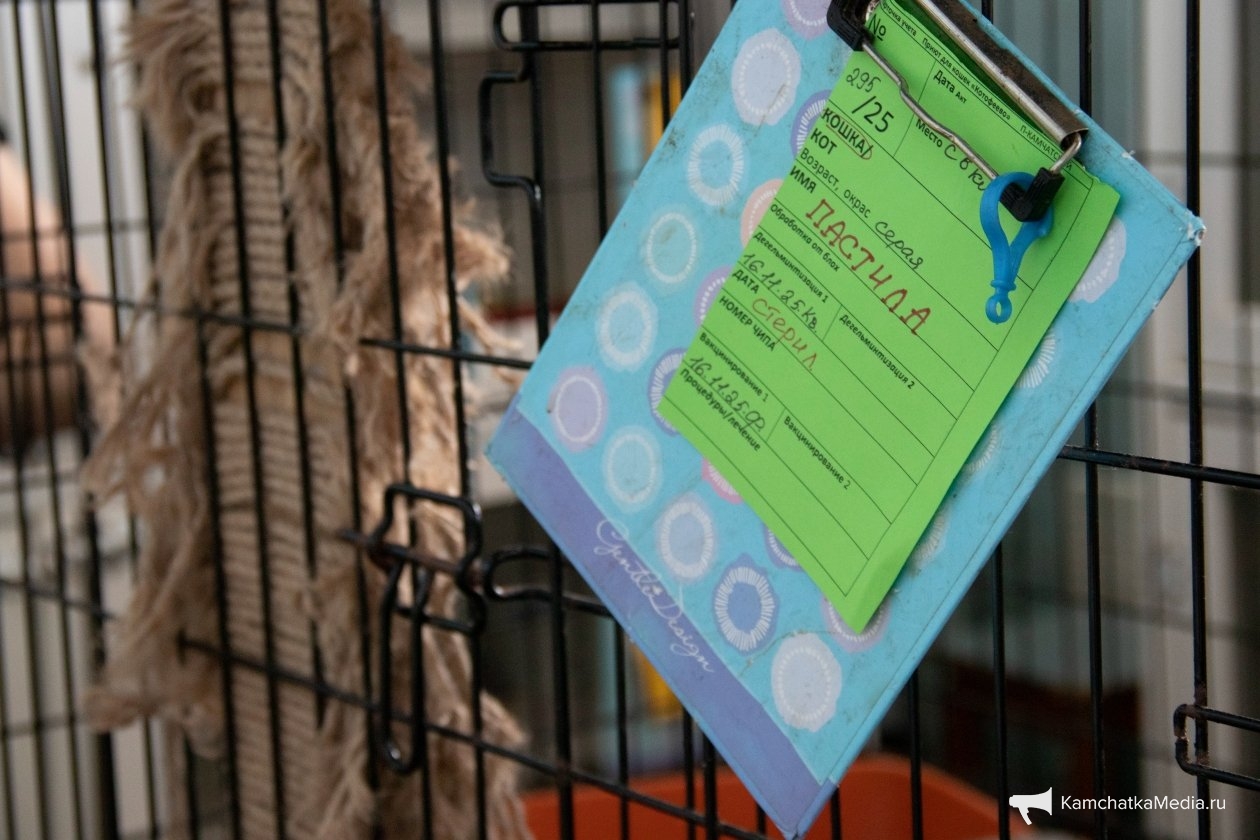 Ирина Васильева, ИА KamchatkaMedia