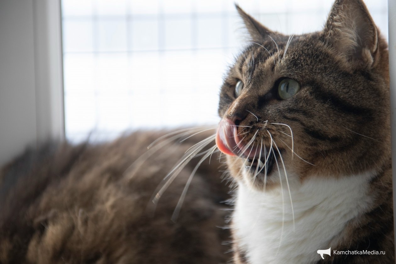 Ирина Васильева, ИА KamchatkaMedia