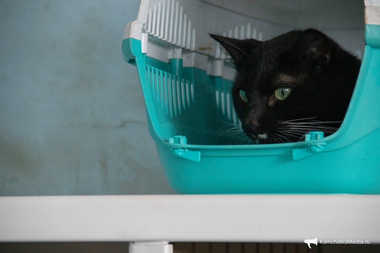 Ирина Васильева, ИА KamchatkaMedia