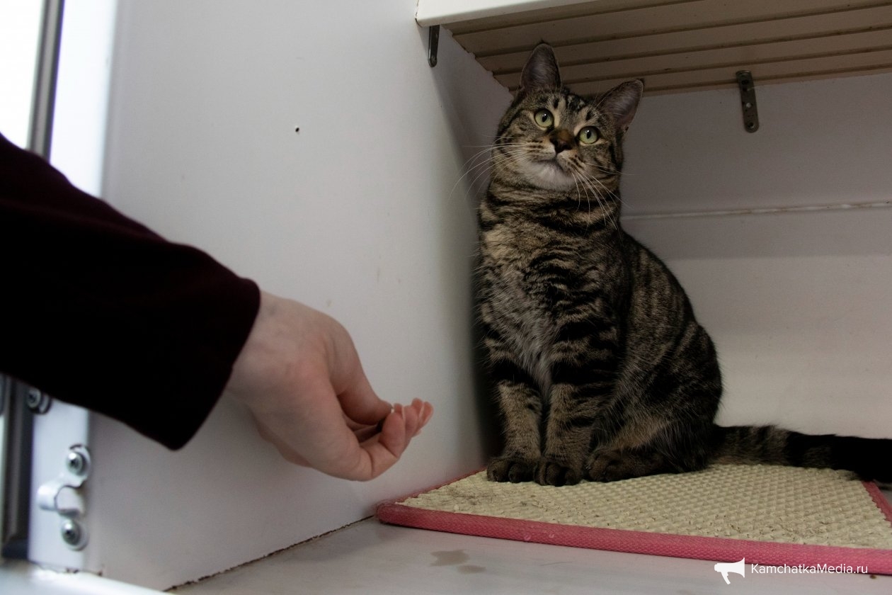 Ирина Васильева, ИА KamchatkaMedia