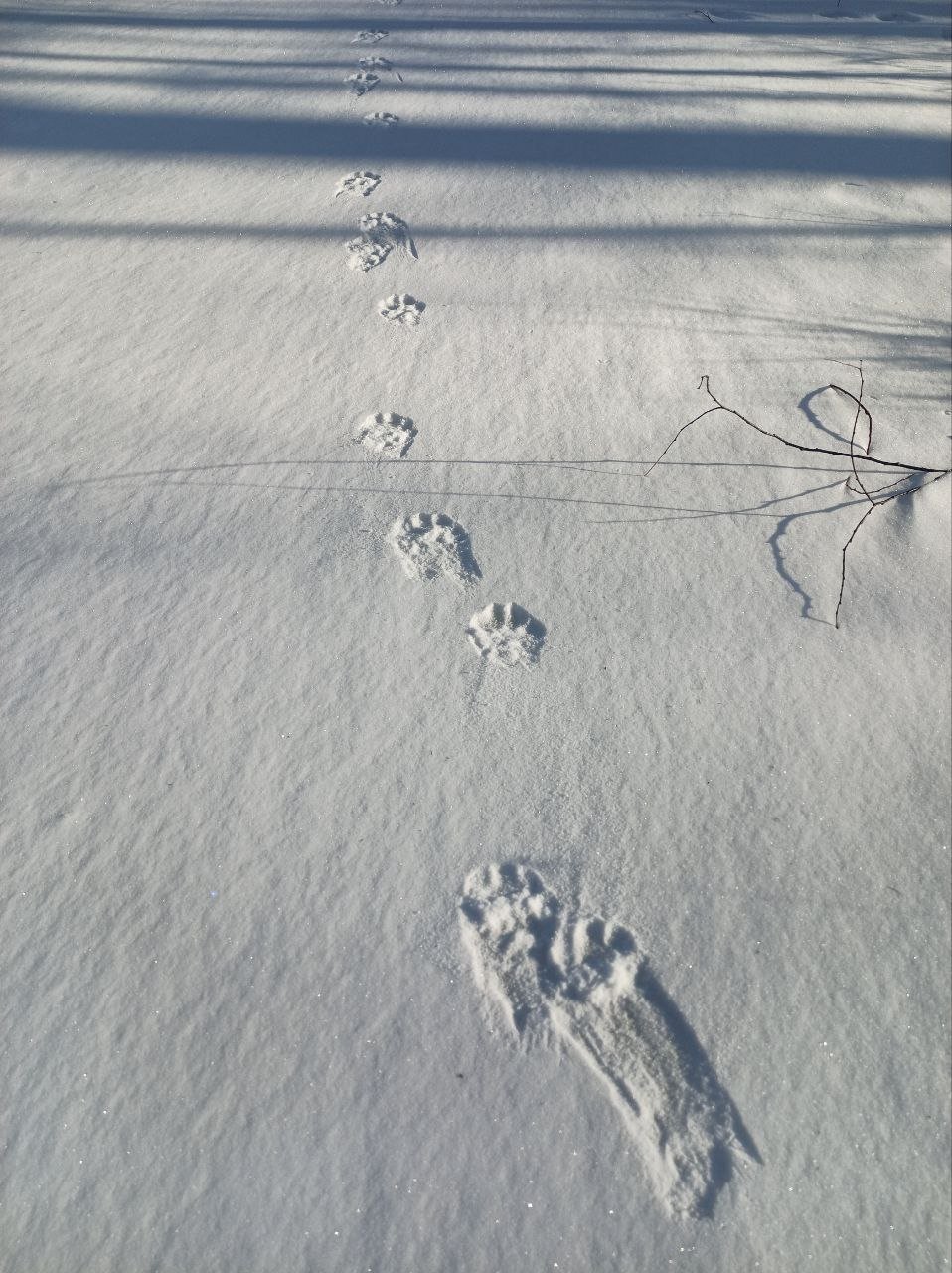 Следы росомахи Александр Бузинов