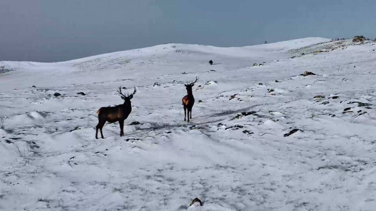 Двух изюбрей засняли с беспилотника на Ольхоне Тг-канал (18+) &quotБайкал, как есть!&quot