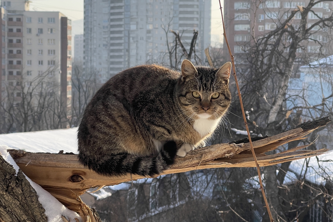 Антициклон принесёт в Краснодарский край морозы без осадков Мария Смитюк