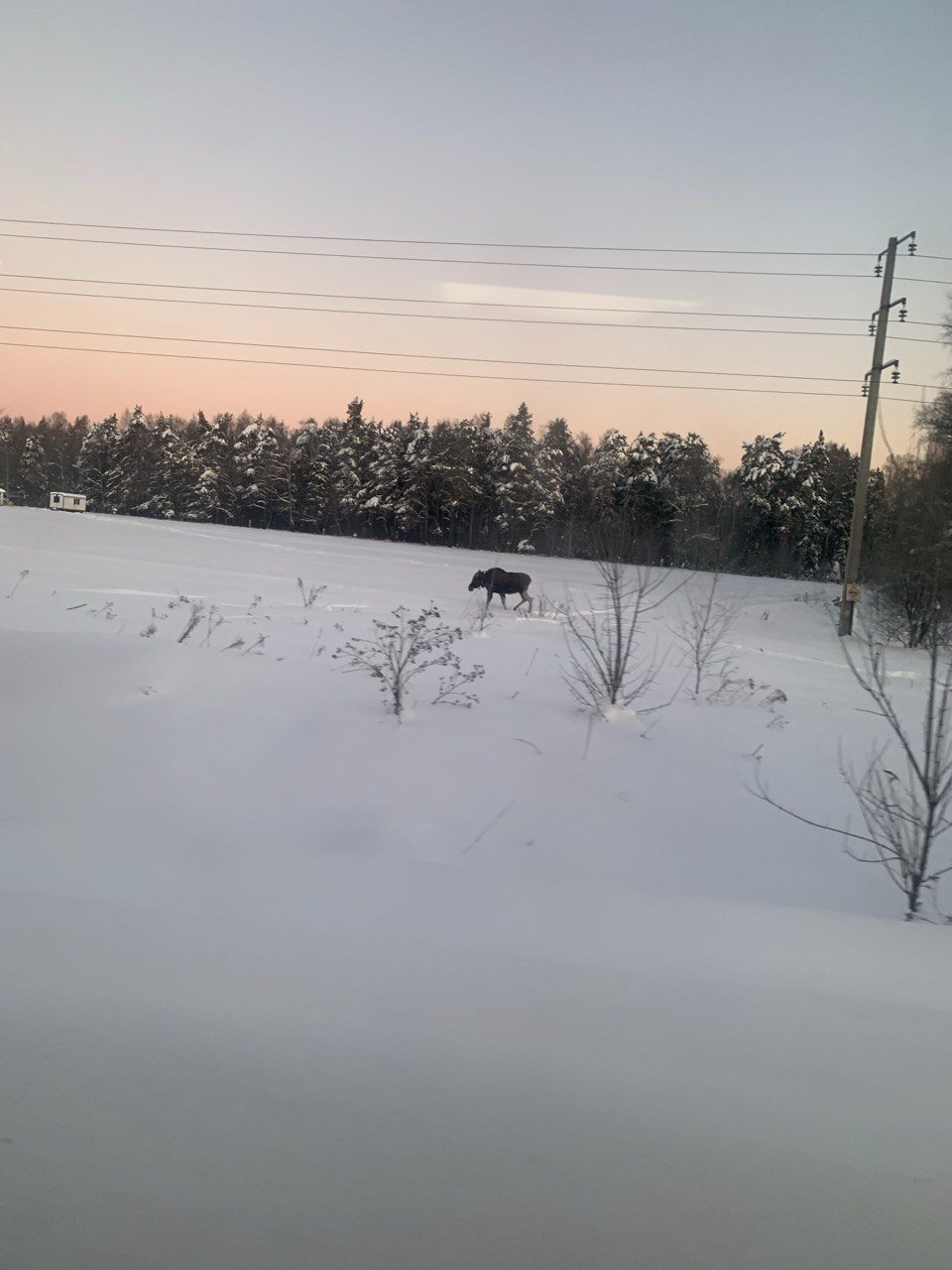 Лось на шоссе Энтузиастов ИА StolicaMedia