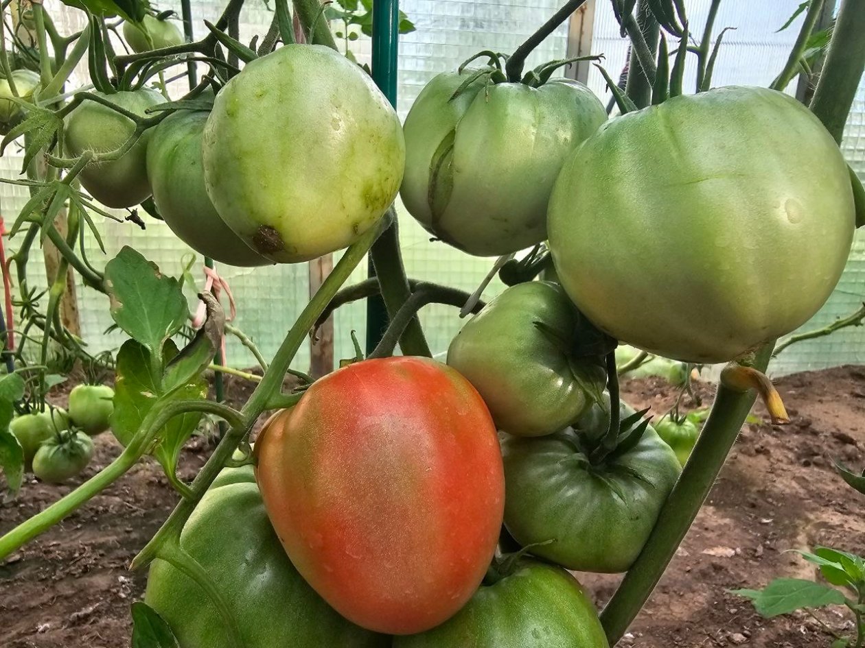 Один сорт томатов — и урожай на зависть всем: как превратить теплицу в красную сокровищницу ИА KrasnodarMedia