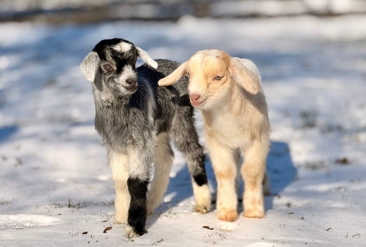 Козлята вышли на прогулку МБУК &quotПарки столицы&quot