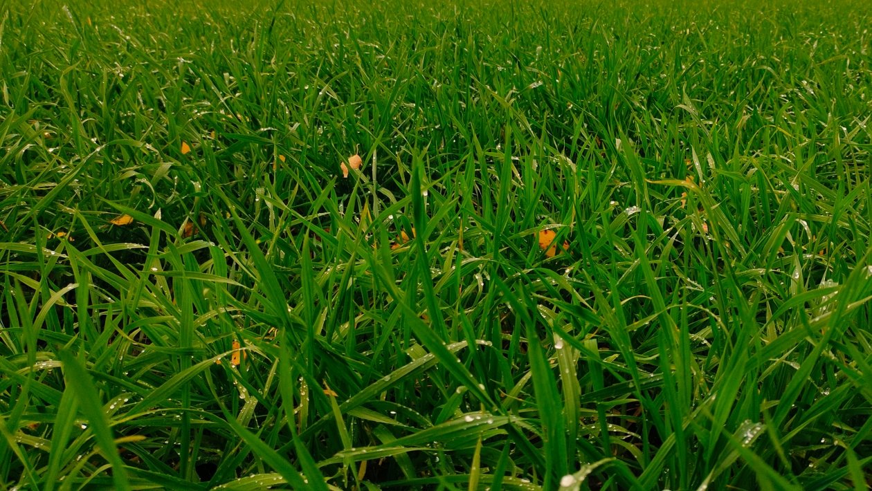 Газон Автора