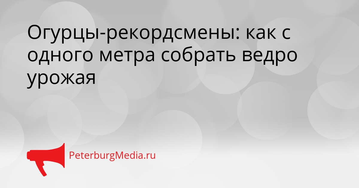 Огурцы-рекордсмены: как с одного метра собрать ведро урожая Сгенерировано