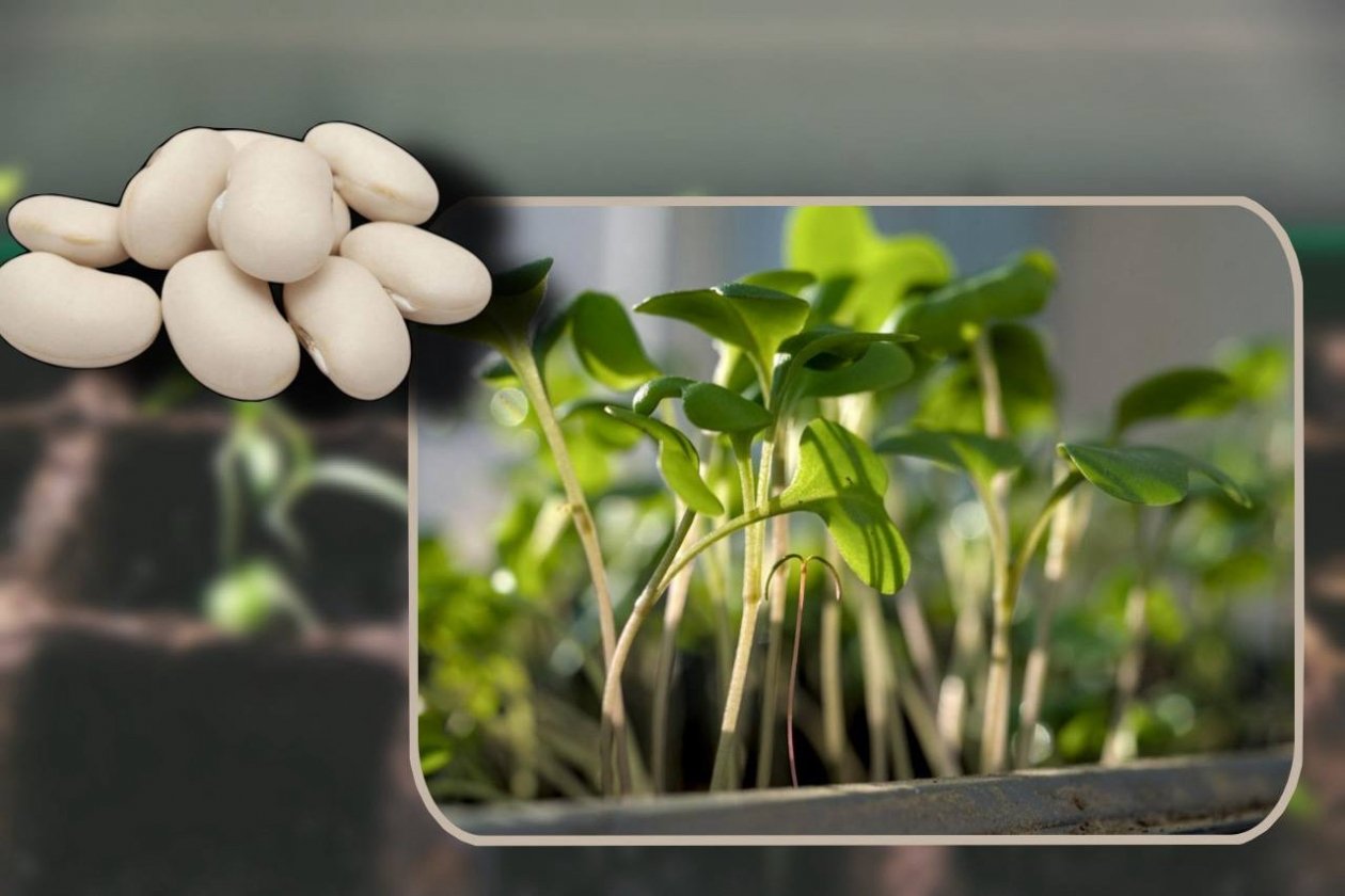 Крошу 5 зернышек на почву - вся рассада прет щеткой: не темнеет, не сохнет Markus Spiske/unsplash, Олександр Гичко/unsplash, ИИ GigaChat (18+)