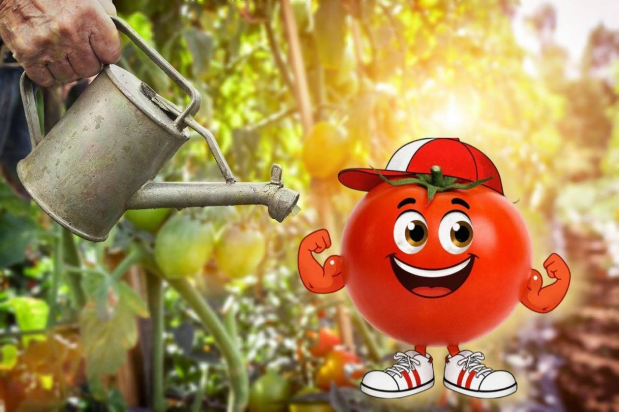 С 1 марта томатам - срочно: 20 капель в воду и опрыскиваем - фитофторы не будет до осени Artem Beliaikin/unsplash, ИИ GigaChat (18+)