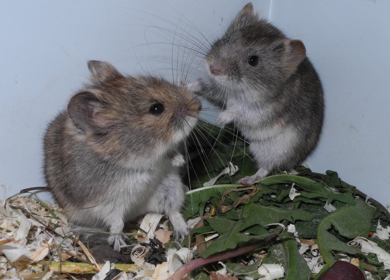 Ольхонская полевка превращается в новый вид Натали Лопатиной, сайт &quotНаука в Сибири&quot