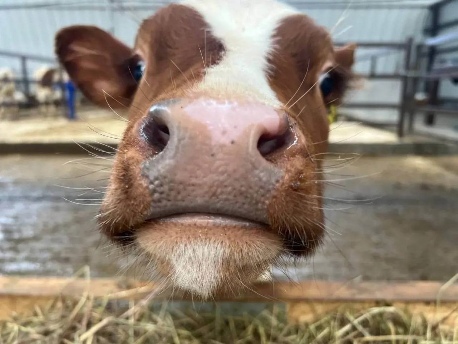 Новый телятник построил фермер из Хабаровского района благодаря господдержке Из архива семьи Скалюк