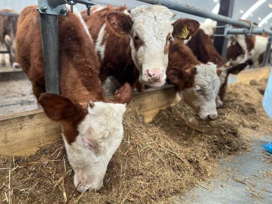 Из архива семьи Скалюк