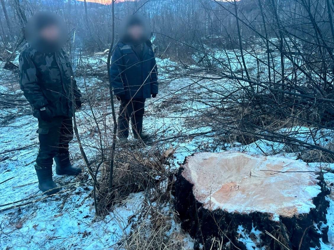 Житель Бурятии спилил деревья на особо охраняемой территории МВД по Бурятии