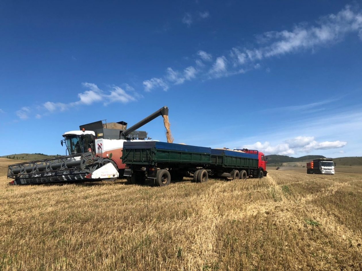 Бурятия увеличила экспорт зерна в Монголию втрое пресс-служба правительства Бурятии